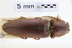 Foto (Dorsalansicht) von Stenagostus rufus (NHMW-ZOO-COL-0008968)